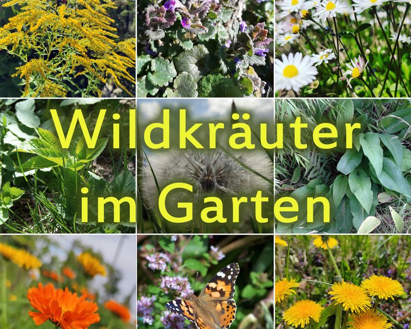 Kollage mit Wildkräutern im Garten - Blätter und Blüten, und ein Distelfalter