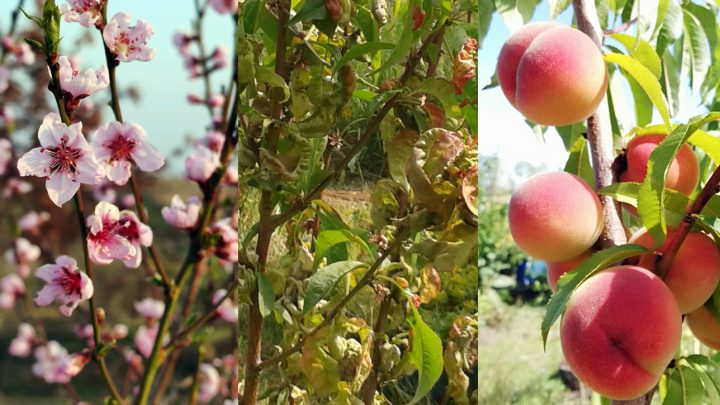 Kollage: Pfirsich in der Blüte, Kräuselkrankheit am Laub und reifende Früchte